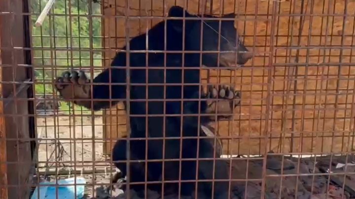 Capturan a oso negro en colonia de Salinas Victoria