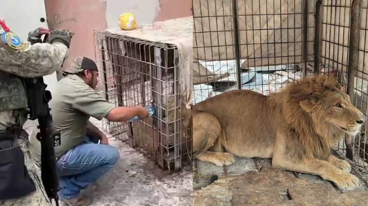 Rescatan a un león africano en casa abandonada en Matamoros