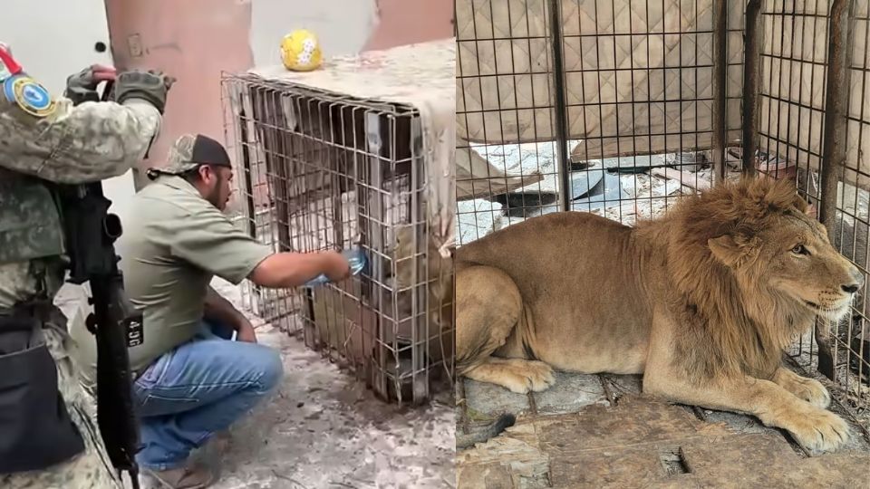 El león quedo bajo custodia de la Profepa, quien se encargara de determinar su situación y continuar con las investigaciones sobre su procedencia.
