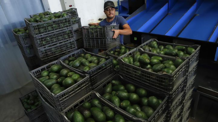 EU frena temporalmente exportaciones de aguacate de Michoacán tras alerta de seguridad