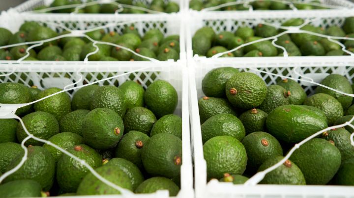 Asegura Agricultura que 75% de aguacate de Michoacán ya está habilitado