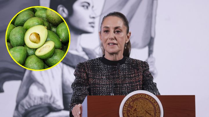 Sheinbaum alista plan de seguridad en Michoacán para reanudar la exportación de aguacate a EU