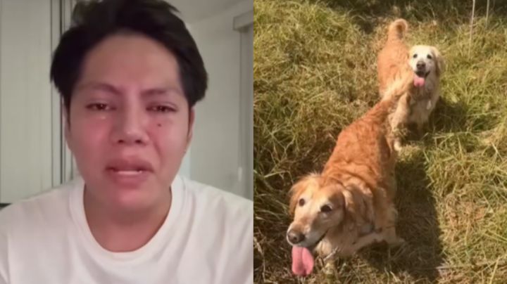 Le roban su auto con sus 2 perritas durante asalto en carretera; pide ayuda para encontrarlas