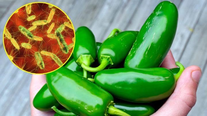 Investigan empacadora de chiles jalapeños en Nuevo León por brote de salmonella