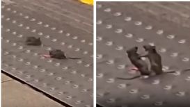 ¿El Club de la Pelea? dos ratones protagonizan una pelea en el metro de Londres