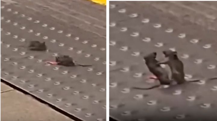 ¿El Club de la Pelea? dos ratones protagonizan una pelea en el metro de Londres