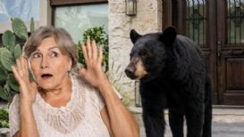 ¿Qué atrae a los osos a tu casa en Monterrey? 5 cosas que debes evitar