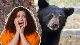 ¿Viste uno? Esto debes hacer si te encuentras con un OSO en Monterrey