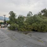 Cae enorme árbol en la Roma tras fuertes lluvias