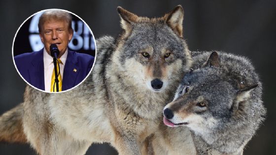 Trump firma orden para eliminar protección a lobos grises y mexicanos