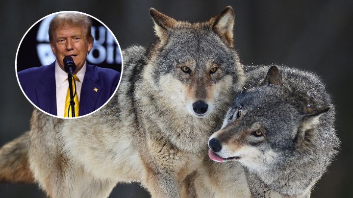Trump firma orden para eliminar protección a lobos grises y mexicanos